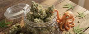 Fleur CBD Bruce Banner – Naturel & Artisanal | Sol Vivant
