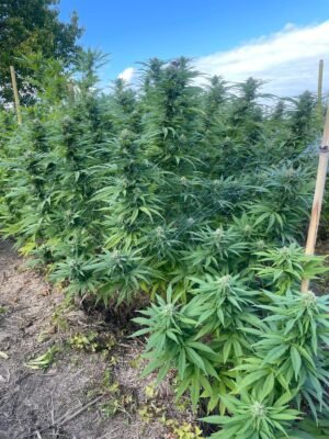 Graine CBD 2