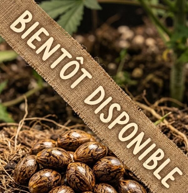 Graine CBD Photopériodique