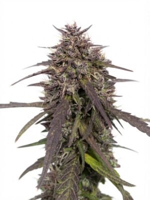 Graine CBD Bruce Banner Féminisée